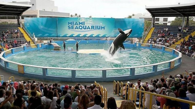 El Miami Seaquarium: Descubriendo el Océano