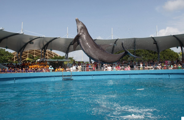 Miami Seaquarium: Discovering the Ocean